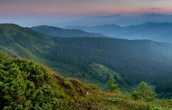 Forest, mountains, panorama, Ukraine, Carpathians, Transcarpathia