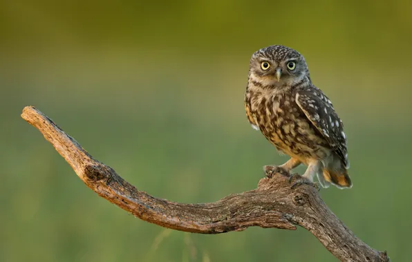 Picture look, owl, bird, branch