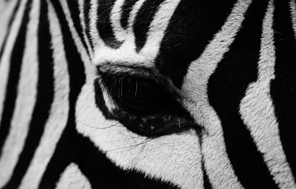 Picture strips, eyes, Zebra