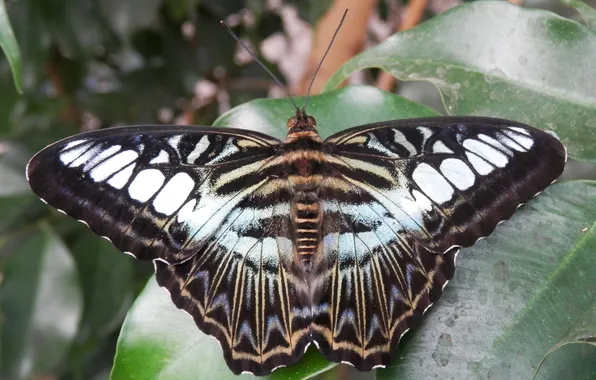 Leaves, microsemi, butterfly, wings, insect, beautiful, closeup