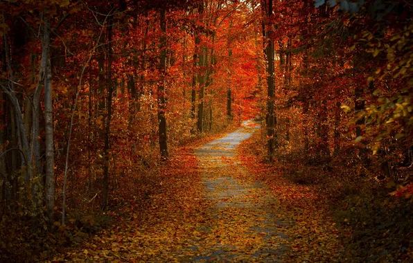 Picture road, autumn, nature