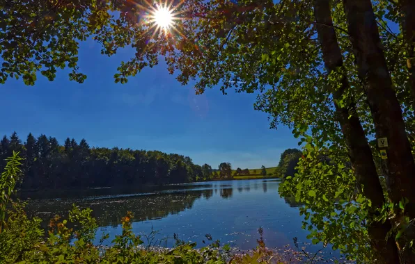 Greens, the sun, rays, trees, branches, lake, Germany, the bushes