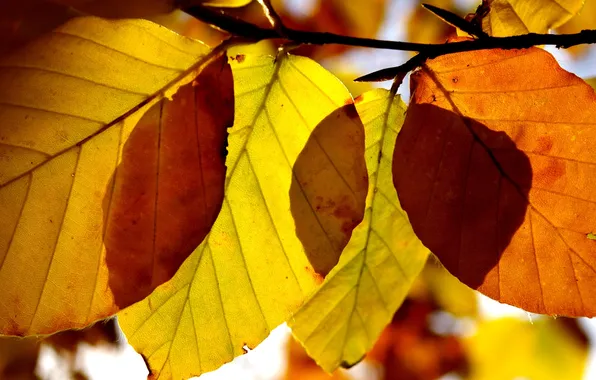 Autumn, leaves, macro, autumn Wallpaper