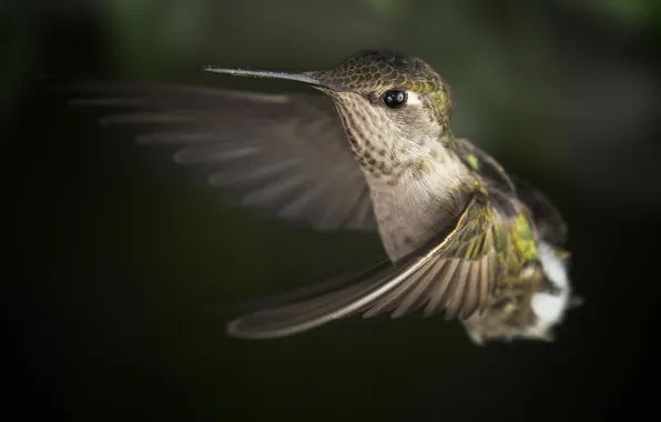 Picture bird, wings, blur, Hummingbird, flight