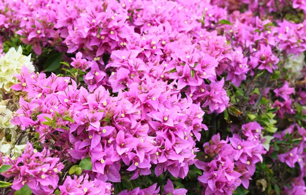 Purple, flowers, flowers, Bush
