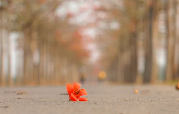 Road, flower, trees, petals