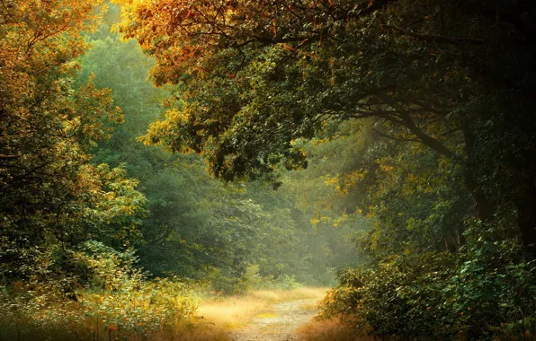 Autumn, forest, Park, branch, foliage, path, oak, oak forest