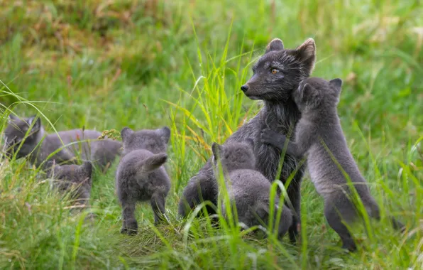 In the summer, Fox, Finland, polar Fox, Lapland, simeystvo