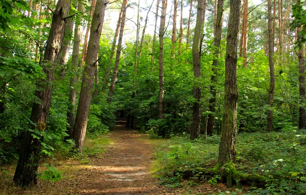 Forest, trees, park, alley