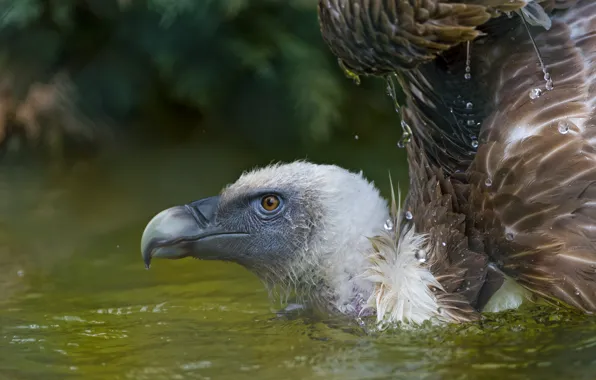 Drops, bird, predator, pond, Grif