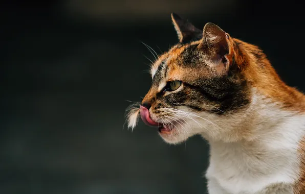 Language, cat, cat, look, pose, the dark background, pen, portrait