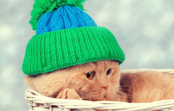 Picture cat, cat, basket, hat