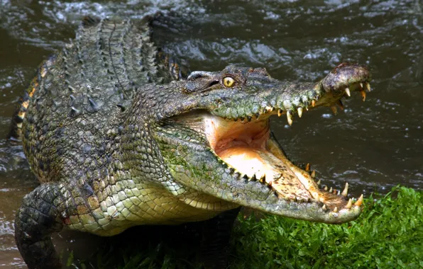 Teeth, crocodile, mouth