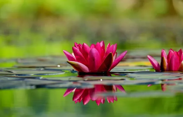 Leaves, water, reflection, Lotus, water lilies