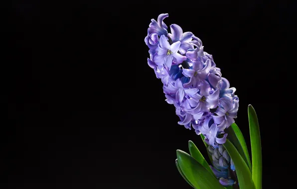 Picture Background, Purple flowers, Purple flowers