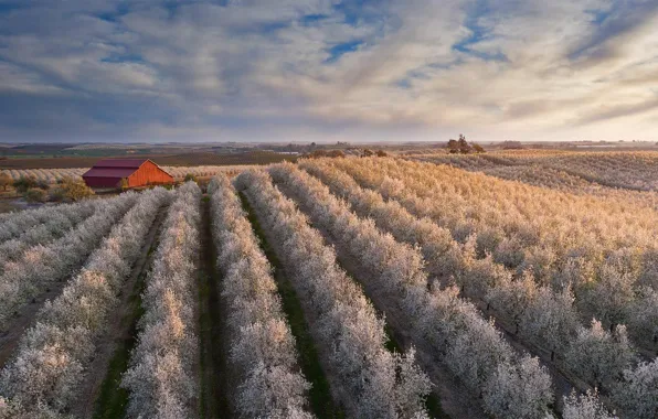 House, spring, USA, flowering, almonds, Central valley