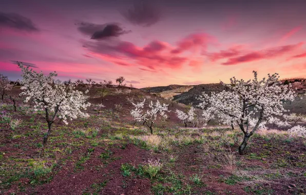 Wallpaper trees, sunset, garden for mobile and desktop, section пейзажи ...
