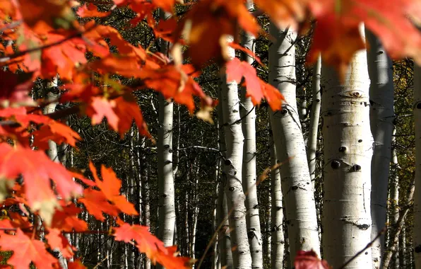 Autumn, forest, leaves, Colorado, USA, grove, aspen, the crimson