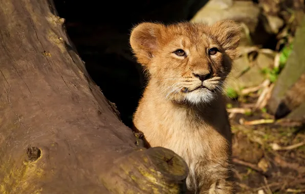 Picture face, tree, Leo, lion