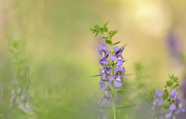 Field, flowers, blur, lilac