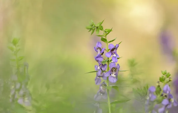 Picture field, flowers, blur, lilac