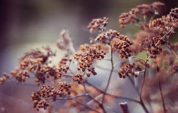 Plant, the bushes, plants