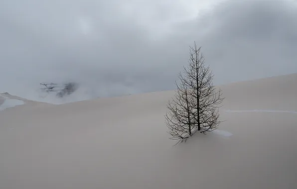 Winter, snow, landscape, nature, tree