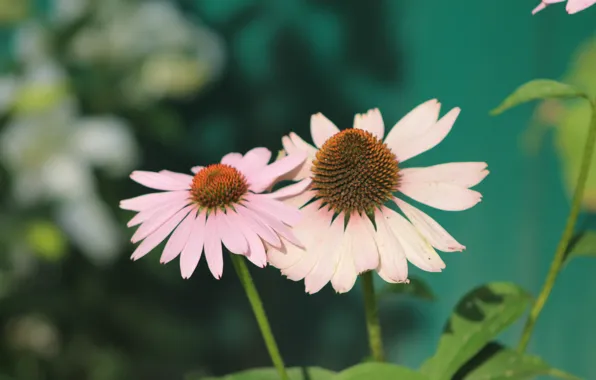 Flower, summer, Bud, pair, cottage, Echinacea