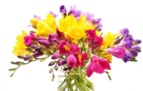 Picture flowers, bouquet, vase, freesia, white background
