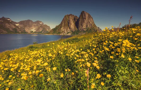 Summer, flowers, mountains