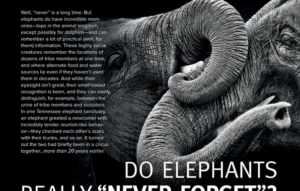Text, memory, elephant, informative