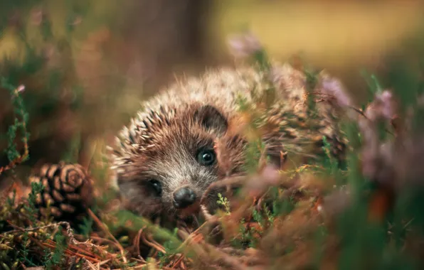 Look, branches, nature, pose, glade, blur, hedgehog, face