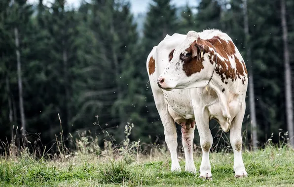 Forest, summer, grass, glade, cow, pasture, spotted, gnats