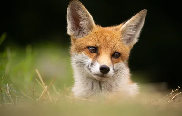 Look, face, background, portrait, Fox, red, ears