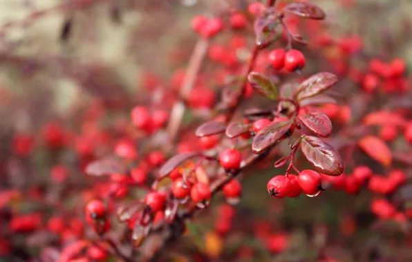 Autumn, drops, macro, berries, rain, berry, rain, macro