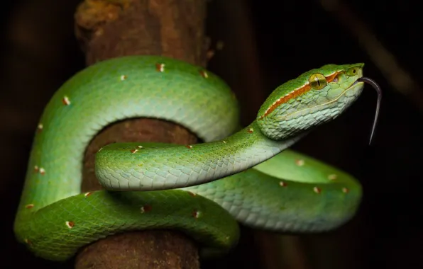 Picture language, night, branches, snake