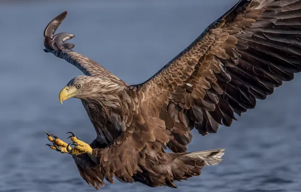 Picture bird, wings, predator, hawk, White-tailed eagle