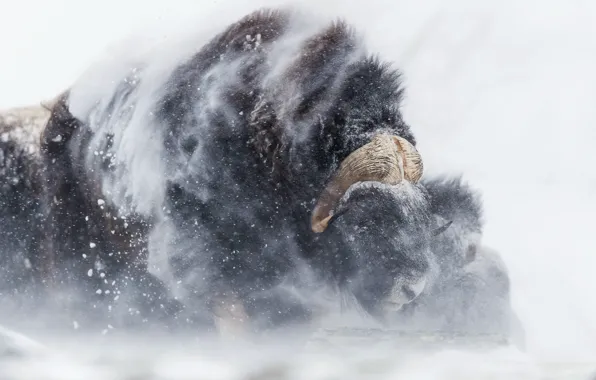 Picture winter, snow, Blizzard, musk ox