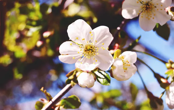 Flower, macro, nature, cherry, spring, branch, flowering