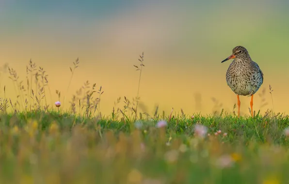 Picture grass, flowers, bird, wildlife