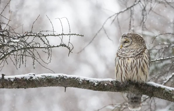 Picture winter, branches, owl, bird, Canada