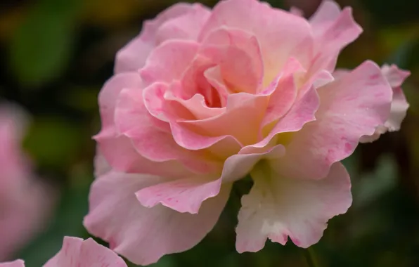 Macro, pink, rose, petals