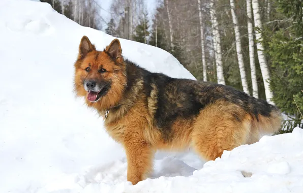 Picture winter, forest, Dog, German shepherd, Sherkhan