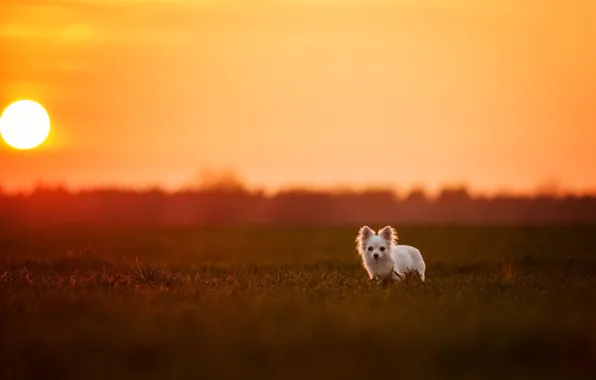 Picture look, each, dog