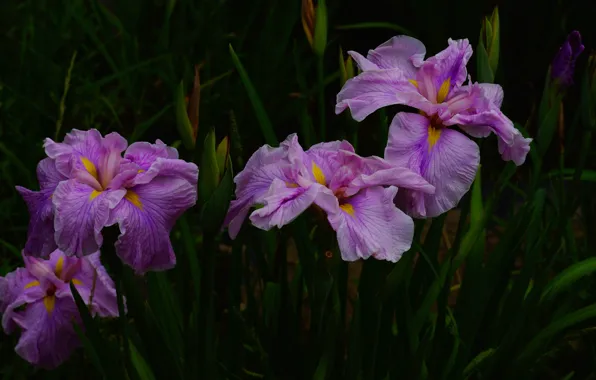 Picture leaves, flowers, the dark background, garden, pink, irises, lilac, iris