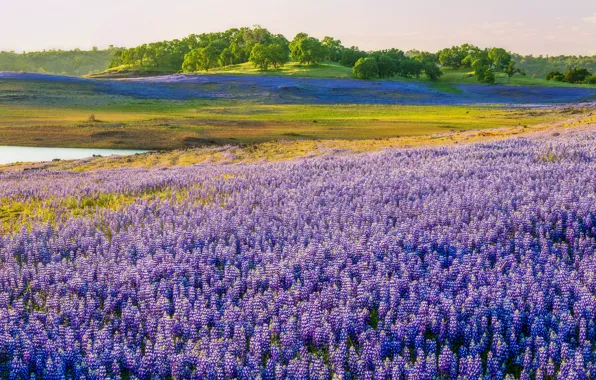 Wallpaper field, summer, flowers, hills, lupins