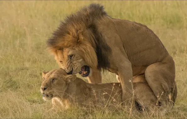 Cats, emotions, Leo, two, lioness, animals, lion, two