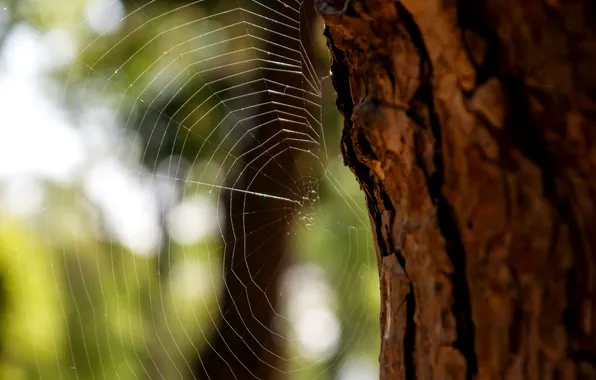 Picture tree, web, blur, trunk