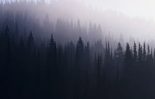 Picture forest, fog, spruce