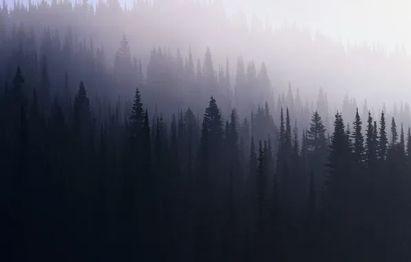 Forest, fog, spruce
